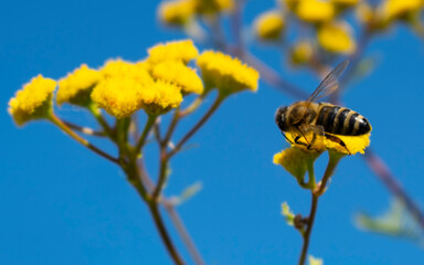 Natural background. Tansy flowers. Bee on a flower