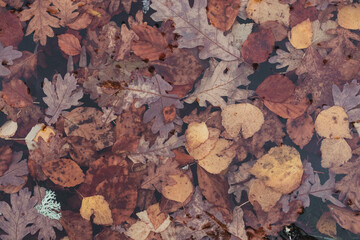 Fototapeta premium Closeup shot of autumn leaves on wooden background