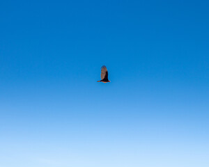 cielo despejado con un ave
