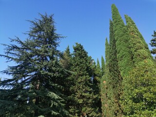 Fototapeta premium pine trees in the forest