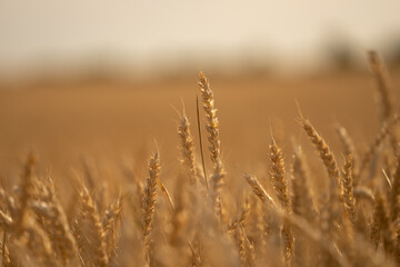 Cornfield