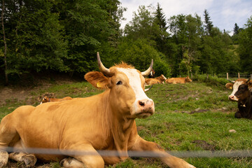 Cow