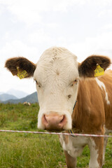 Cow