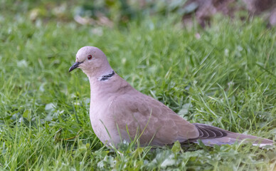 Tourterelle turque posée sur du gazon