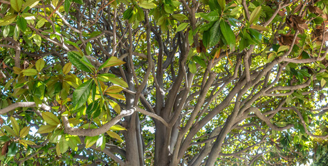 tronc de magnolia aux nombreuses branches