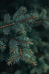 Fluffy branches of a fir-tree. Christmas wallpaper or postcard concept.