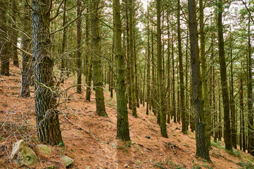 Obraz premium Pine trees forest, Cantabria, Spain, Europe