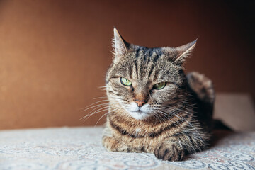 Funny portrait arrogant short-haired domestic tabby cat relaxing at home. Little kitten lovely member of family playing indoor. Pet care health and animal concept.