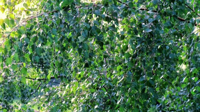 The birch leaves move by a faint wind. 
They are illuminated by the morning sun. 
It rains lightly.
