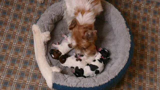 Happy dog feeding her puppies