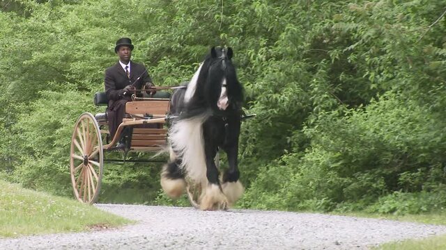 Man in formal attire driving Gypsy Vanner Horse stallion pulling buggy
