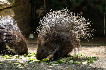 Indian crested Porcupine, Hystrix indica in a german nature park