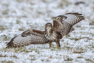 M&auml;usebussard (Buteo buteo)