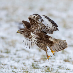Mäusebussard (Buteo buteo)