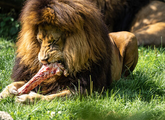 The lion, Panthera leo is one of the four big cats in the genus Panthera