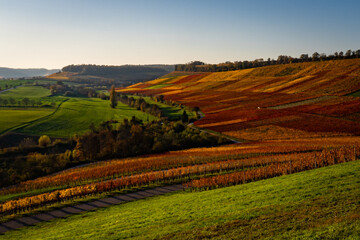 Obraz premium vineyard at sunset