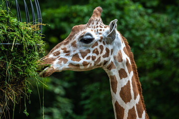 The giraffe, Giraffa camelopardalis is an African mammal