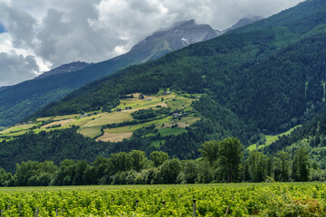 Naklejka premium Summer landscape along the cycleway of the Venosta valley