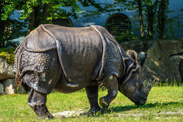 Obraz premium The Indian Rhinoceros, Rhinoceros unicornis aka Greater One-horned Rhinoceros