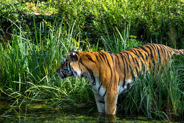 The Siberian tiger,Panthera tigris altaica in a park
