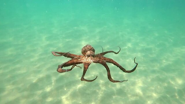 Wild octopus swimming underwater in mediterranean sea. Octopuses in the wild. One octopus at the sea. Wild Octopusess