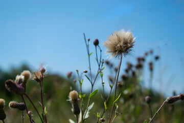 Natural background. Withered flowers. The beginning of autumn