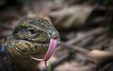 Guyane