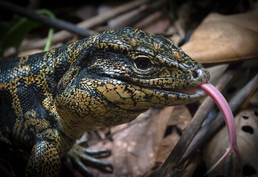 Guyane
