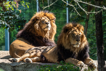 The lion, Panthera leo is one of the four big cats in the genus Panthera