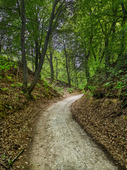 Vertical photography of the gully and a road going through a green forest.