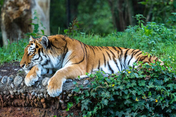 The Siberian tiger,Panthera tigris altaica in a park