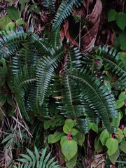 Bach Ma national park from Da Nang Vietnam