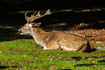 The fallow deer, Dama mesopotamica is a ruminant mammal
