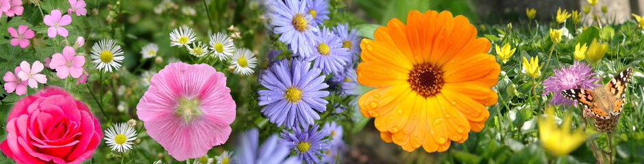 Flower compositing colorful beautiful landscape format