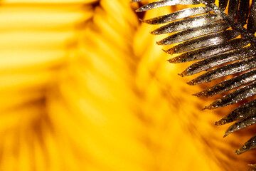 Palm leaves and shadows on a color wall background.