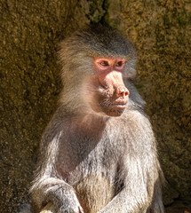 The hamadryas baboon, Papio hamadryas is a species of baboon