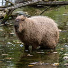 Capybara, Hydrochoerus hydrochaeris grazing on fresh green grass