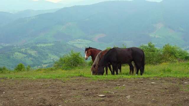 horses eat grass on the mountain in the Carpathians