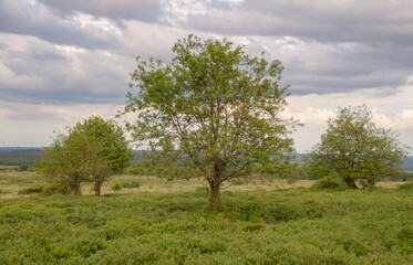 Fototapeta na wymiar Landschaft im hohe Venn