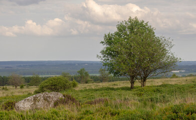 Fototapeta na wymiar Landschaft im hohe Venn