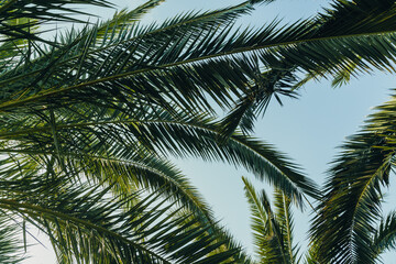 Fototapeta premium Tropical palm leaves with sunbeams, floral drawing background, real photo