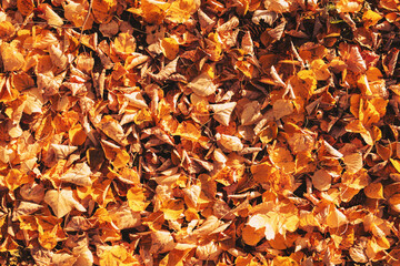 Texture of fallen golden leaves in the park top view