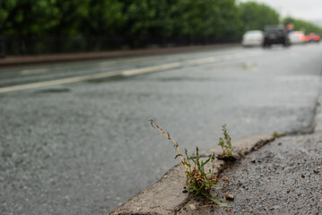 grass sprouts asphalt on the roadside in the city center