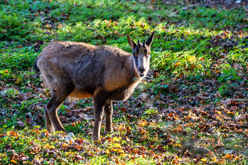 Domestic Goat, Capra aegagrus hircus in a park
