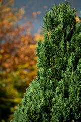 Evergreen tree against a deciduous tree background