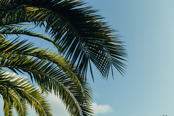 Fototapeta premium Tropical palm leaves with sunbeams, floral drawing background, real photo