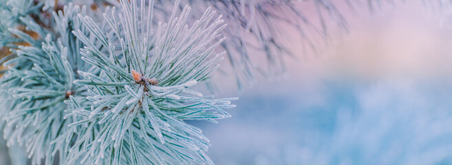 Winter panorama of pine branches with snow and frost on a light background for decorative design
