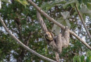 Guyane © GERARD