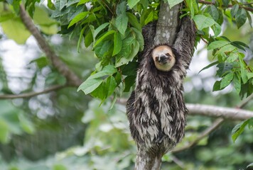 Guyane © GERARD
