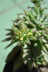 Plantas, flores y suculentas 2